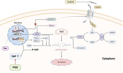 Editorial: Design of novel inhibitors for ischemia/reperfusion injury targeting ferroptosis